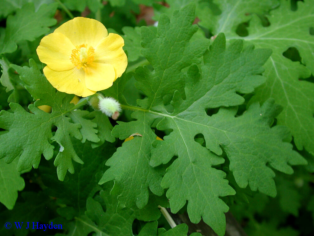 Celandine Poppy